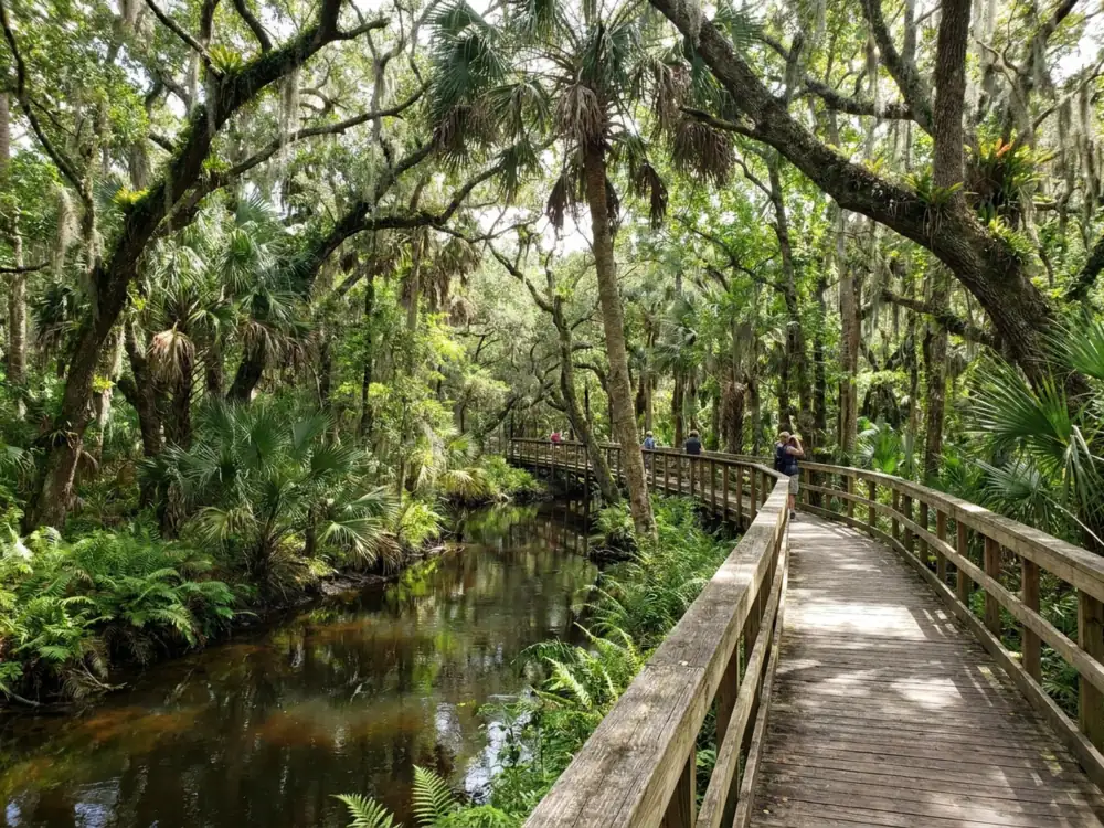 Boardwalk through a Florida hammock at Turkey Creek Sanctuary