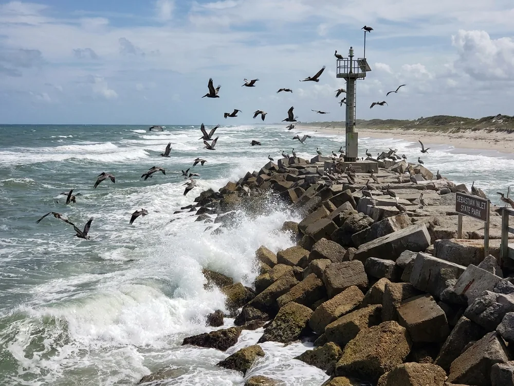 Brown pelicans over the jetty at Sebastian Inlet
